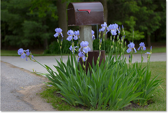 A mailbox surrounded by purple flowers. Image © 2015 Steve Patterson, Photoshop Essentials.com