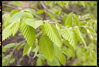 Необработанный RAW, показанный на этом примере, был снят камерой Canon ® EOS™ 20D© 2006 Raw Release.