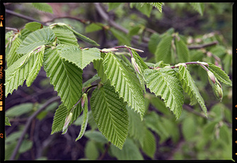 Тот же самый рав после обработки в программе Phase One® Capture One™ © 2006 Raw Release.