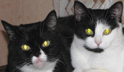 Рис. 3. Исходное изображение кошек с очень яркими бликами в глазах (а) и результат выделения зрачков и модификации границ областей выделения (б)