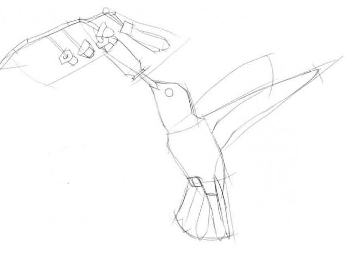 как нарисовать колибри