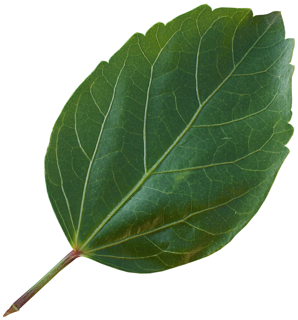 Листья сакуры пнг без фона