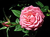 Розовая роза 