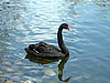 Черный лебедь плавает по воде 