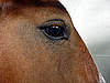 Глаз коня 