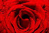 Темно-красная роза с каплями воды 