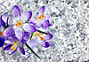 Крокусы, цветы во льду 