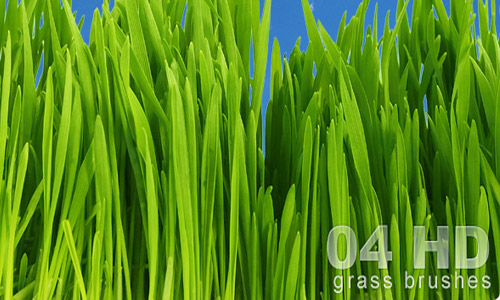 Perfect Set of Grass Photoshop Brushes