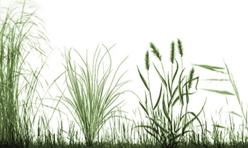 Simply Inspiring Set of Grass Photoshop Brushes