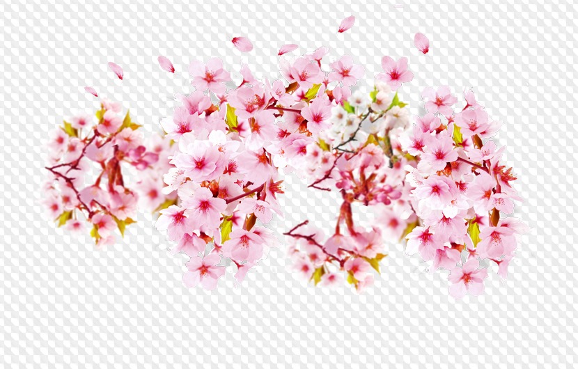 Обновлено: 102 PNG, Ветки цветущих деревьев на прозрачном фоне