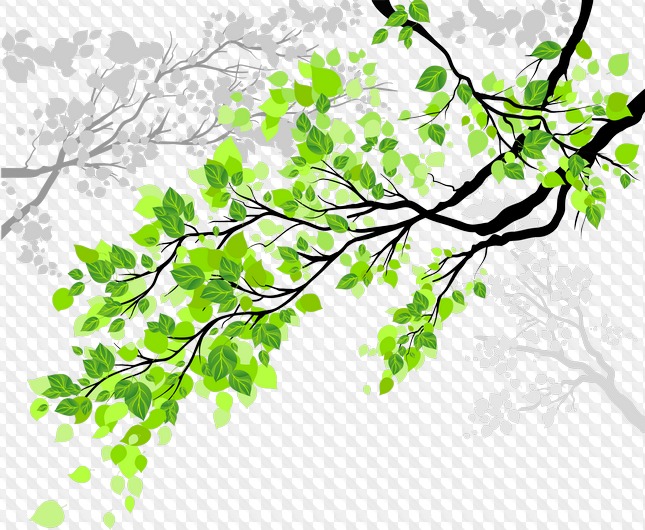 Обновлено: 102 PNG, Ветки цветущих деревьев на прозрачном фоне