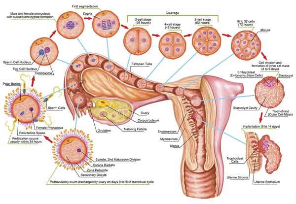 Человеческий ontogeny, оплодотворение, стадия развития, эмбриология, развитие клеток в матке, человеческом embryogenesis, клеточном делении, расколе, blastulation, внедрении, после sadler Лицензионные Стоковые Фото