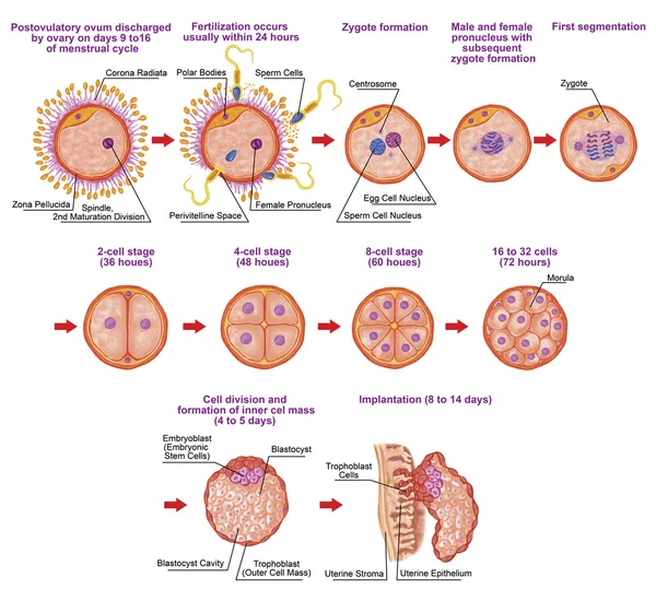 Человеческий ontogeny, оплодотворение, стадия развития, эмбриология, развитие клеток в матке, человеческом embryogenesis, клеточном делении, расколе, blastulation, внедрении, после sadler Лицензионные Стоковые Фото