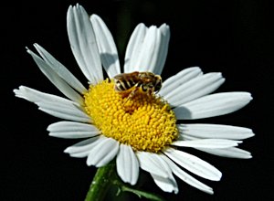 Улучшенная размытая фотография, после повышения резкости и применения нарезной маски